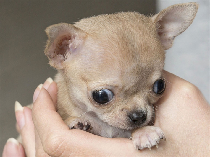 Mặc dù có kích thước nhỏ nhưng chó Chihuahua lại có bộ não lớn. Đây có thể là lý do vì sao giống chó này rất thông minh. Đặc biệt, giống chó này chỉ trung thành tuyệt đối với một người chủ duy nhất.