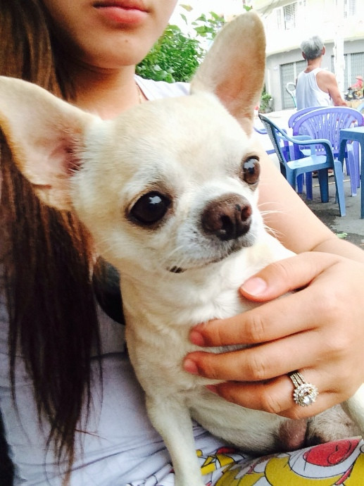 Chó Chihuahua ưa thích khí hậu ấm áp. Chúng ăn rất ít nên điều quan trọng khi cho chúng ăn là phải đảm bảo thức ăn phù hợp, dễ tiêu hoá và đủ dinh dưỡng.