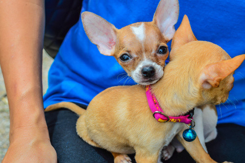 Chó Chihuahua có bộ lông đa dạng về màu sắc từ trắng, xám, đen, vàng đến những màu hỗn hợp. Đặc trưng của giống chó này là cái đầu tròn với chiếc mõm ngắn, đôi mắt và tai to so với khuôn mặt.