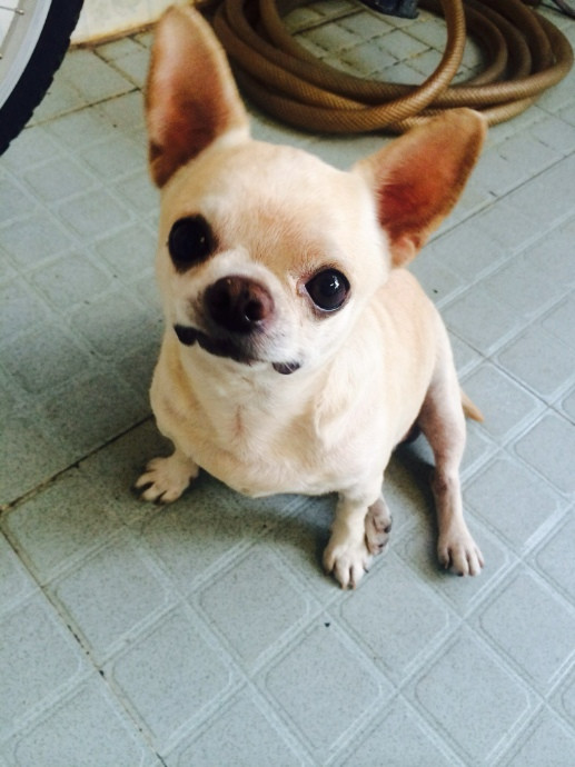 Chó Chihuahua không có xu hướng thân quen với những con chó khác. Giống chó này có tuổi thọ trung bình từ 8 đến 10 năm.