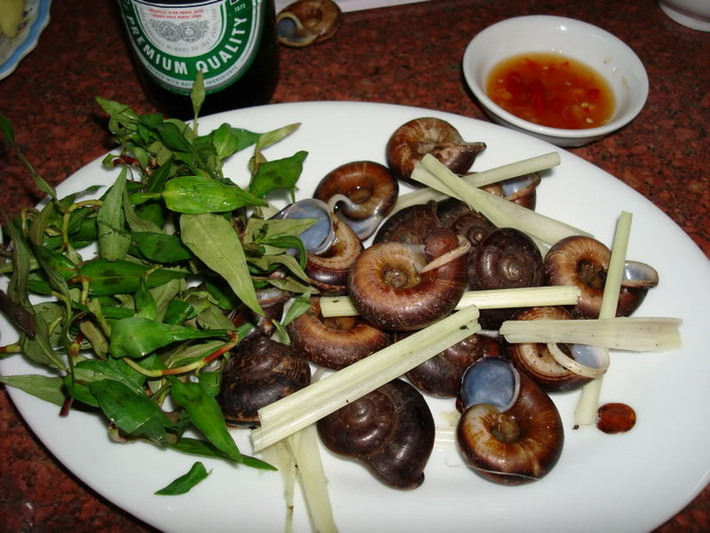 Một con ốc xu mẹ chỉ cho ra đời vài chục ốc xu con mỗi năm nên loài ốc này có số lượng rất ít trong tự nhiên. (Nguồn Vntrip)