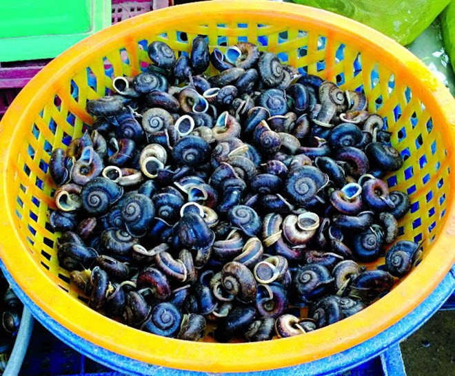 Để bắt được ốc, xu, người ta sẽ bắt vào buổi sáng thì đây là thời điểm ốc bò ra khỏi hang để đi kiếm ăn. (Nguồn Vntrip)