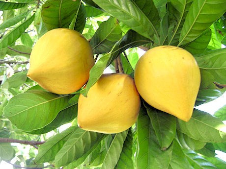 Trong thời chống Pháp, lê ki ma còn trở thành một biểu tượng văn hóa, gắn liền với cuộc đời của nữ anh hùng Võ Thị Sáu. (Nguồn Vietbao)