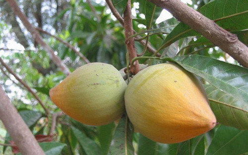 Quả lê ki ma có thể được ăn tươi. Ngoài ra, loại quả này còn được chế biến thành bột và có thể bảo quản được một năm. (Nguồn Vanhoamientay)