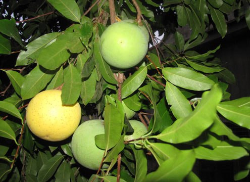Ngoài ra, quả thị còn chứa vitamin C, giúp bổ máu, kháng nấm và kháng sốt rét. (Nguồn Blogcaycanh)