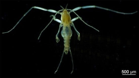 Muỗi nước khi còn là ấu trùng sống trong những vùng nước mặn tù đọng, ăn tảo và những mảnh gỗ mục nát. Chúng không hề biết đốt và hút máu người. (Nguồn Khoahoctv)
