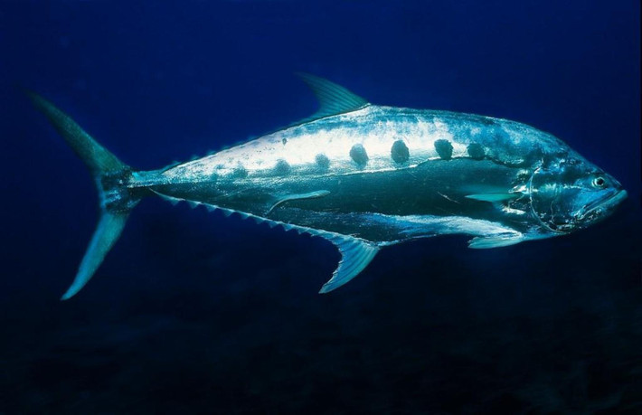 Thịt cá bè xước thơm ngon, có thể làm thành nhiều món ăn như kho tiêu, nướng, chiên. (Nguồn DiveAdvisor)