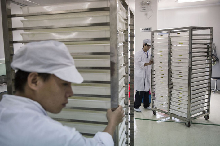 Kỹ thuật viên phòng thí nghiệm đẩy xa mang ấu trùng muỗi trong phòng thí nghiệm đến các cơ sở nhân giống muỗi.