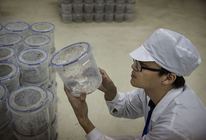 Nhà nghiên cứu Zhang Dongjing kiểm tra muỗi trưởng thành trước khi được thả vào tự nhiên.