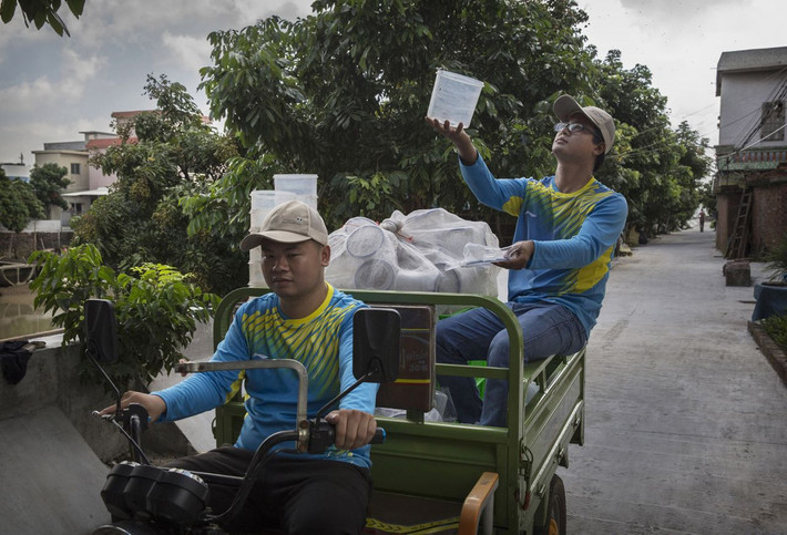 Muỗi trưởng thành được "phóng sinh".