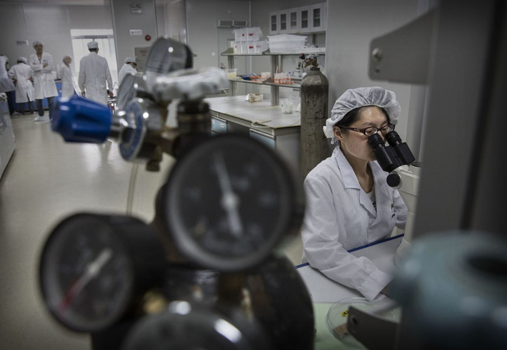 Kỹ thuật viên phòng thí nghiệm đang tiêm vi khuẩn Wolbachia vào trứng muỗi. Những nghiên cứu mới nhất cho thấy vi khuẩn Wolbachia không làm tăng rủi ro lan tỏa các tác nhân gây các bệnh lan truyền qua muỗi, và cũng không gây nguy hại cho môi trường.