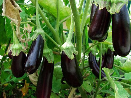 Tương tự, lá và hoa của cà tím có chứa thành phần solanin có thể gây hại cho bạn. Ảnh: explus.