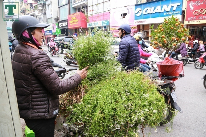 Trong khi đó, những người có nốt đen sần, sạm má cũng có thể đun nước lá mùi già đặc để bôi lên vùng da đen sạm hàng ngày. Sạm da và các nốt đen sần sẽ dần biến mất. Ảnh: tintucvietnam.