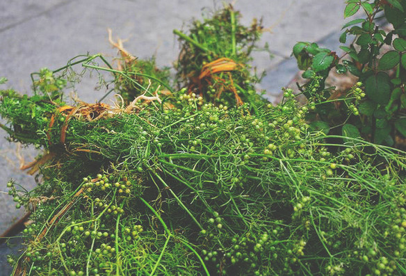 Thậm chí, những người đang bị cảm cúm có thể dùng lá mùi già để xông sẽ giúp bệnh nhanh khỏi hơn. Ảnh: datrangdangxinh.