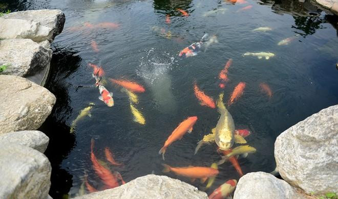 Ngọc Huyền được nam danh hài chia sẻ: "Ở dưới này có một con cá tên Hoài Linh mỗi lần gọi tên thì nó lên ăn, ăn xong lại lặn xuống hồ không lên nữa. Chẳng tranh giành với ai hết. Cha sao thì tính con vậy".