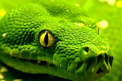 Vậy cái nào đến trước? “Nọc độc, ở một số dạng nhẹ được cho là đã xuất hiện rất sớm trong tổ tiên chung của loài rắn và một số loài thằn lằn (một nhóm gọi là Toxicofera),” Palci nói.