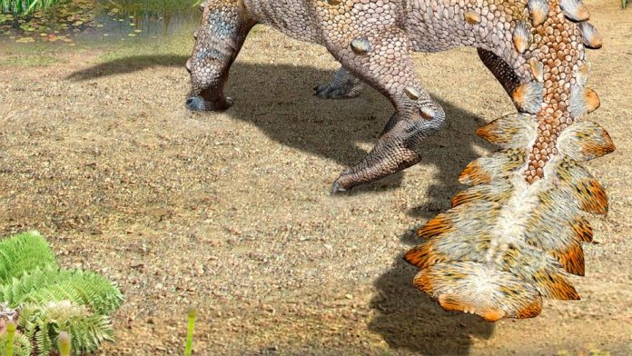 Ngoài việc để lộ chiếc đuôi vũ khí hóa của nó, phần còn lại của khủng long phản ánh về một câu chuyện chưa từng được biết đến trước đây về quá trình tiến hóa của loài khủng long tên là Stegouros elengassen.