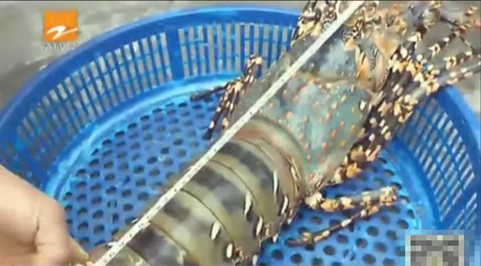 Con tôm hùm có màu sắc cực lạ này có trọng lượng là 3,6kg, thân hình dài 1,3m tính cả râu.