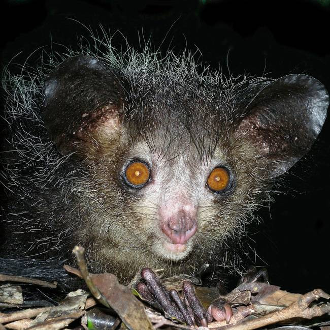 Khỉ aye-aye được cho là hiện thân của quỷ dữ và sẽ mang đến cái chết. Người ta nói rằng nếu bắt gặp loài động vật này thì phải bắt và đâm hỏng mắt của chúng mặc dù loài vật này chỉ ăn các loại hoa quả, hạt cây, côn trùng, mật hoa, nấm và hoàn toàn vô hại. Đây là nguyên nhân chính khiến loài khỉ này bị đe dọa tuyệt chủng.