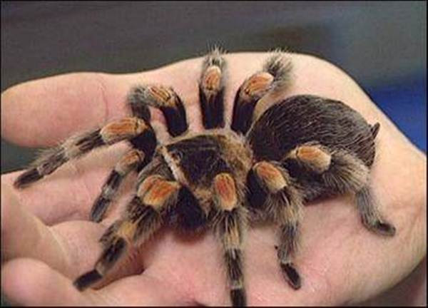 Nhện tarantulas là loài nhện khổng lồ lớn nhất thế giới, chúng có những chiếc răng nanh lớn nhưng nọc độc của chúng lại không giết chết người như một số loài nhện siêu nhỏ khác. Hơn nữa, nhện tarantulas rất thụ động, nếu chẳng may bị chúng cắn, cũng chỉ như bị ong đốt mà thôi.