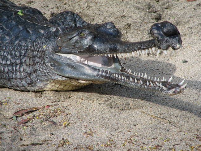 Cá sấu Ấn Độ - Gharial tuy có bộ dáng giống với cá sấu thường nhưng thực ra với cái miệng hẹp và nhiều răng, chúng đành "chê" thịt người và chỉ có thể ăn các con vật nhỏ như ếch, nhái, cá...