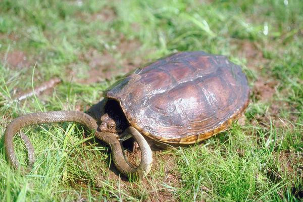 Một số loài rùa không ăn phải đồ có độc, giống như con rắn nước này.