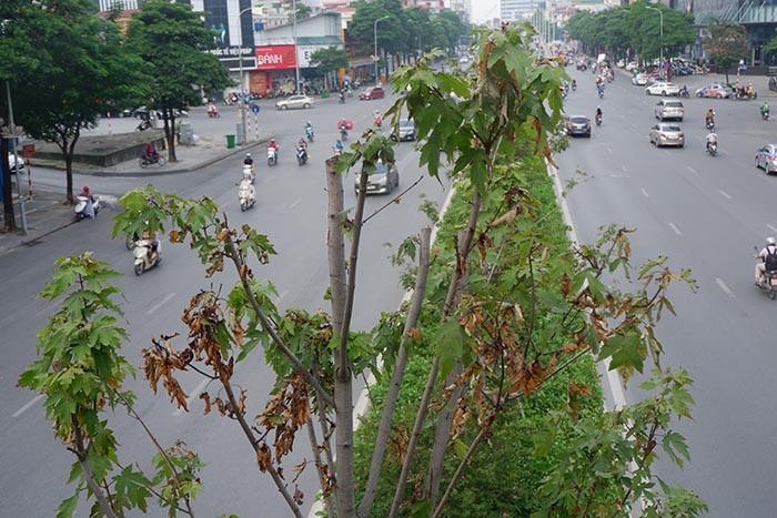 Thực hiện chủ trương của TP Hà Nội về chương trình trồng một triệu cây xanh giai đoạn 2016-2020. Tháng 1/2018, hơn 100 cây phong lá đỏ lần đầu được đưa vào trồng thử nghiệm tại dải phân cách đường Nguyễn Chí Thanh, Trần Duy Hưng.