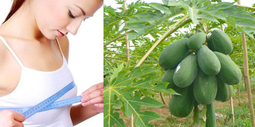 Tăng kích cỡ vòng 1. Cắt đu đủ xanh làm đôi. Bạn gọt bỏ vỏ xanh bên ngoài, bỏ hết hạt đu đủ bằng cách sử dụng một cái muỗng. Cắt thành những miếng vuông nhỏ rồi cho những miếng đu đủ, sữa, đường và đá lạnh vào một máy xay sinh tố hoặc một dụng cụ xử lý thực phẩm. Xay chúng ở tốc độ cao trong 1-2 phút. Bạn nên uống ngay lập tức nhé.