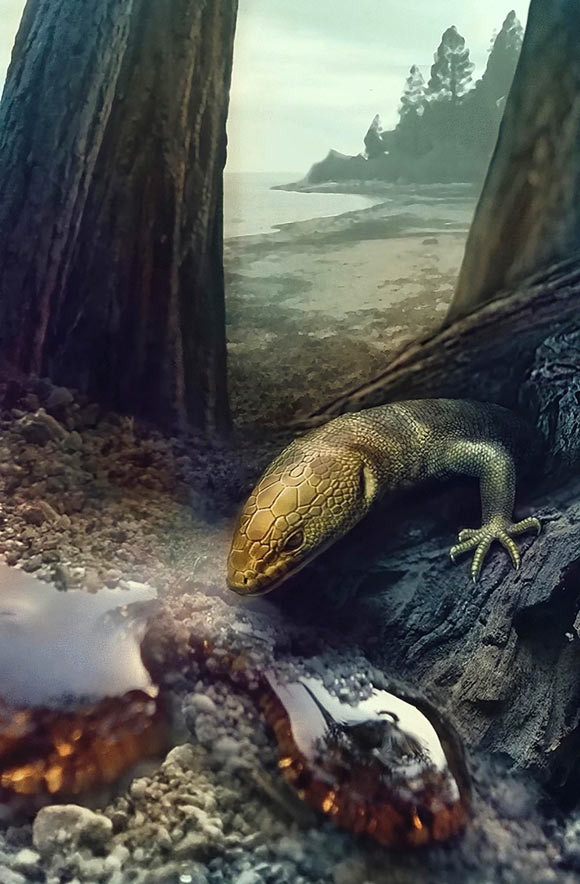Giáo sư Aaron Bauer của Đại học Villanova cho biết: “Mảnh hổ phách chứa một con thằn lằn Retinosaurus hkamtiensis con non được bảo quản tốt đã được khai quật phát hiện từ Quận Hkamti ở Patabum, gần các mỏ ngọc ở lưu vực phía bắc Myanmar”.