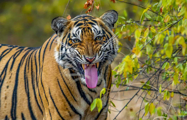 Sundarbans, vùng đất đầm lầy rộng lớn ở Bangladesh có rừng ngập mặn lớn nhất thế giới và hệ sinh thái phong phú hỗ trợ hàng trăm loài động vật, bao gồm cả hổ Bengal nhưng phần lớn chúng đang bị đe dọa.