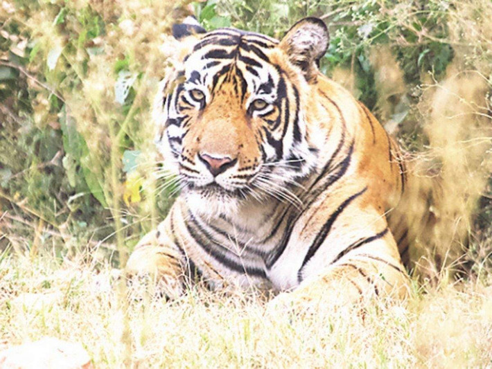 Tại Sundarbans Bangladesh, sự gia tăng đột biến của các hiện tượng thời tiết khắc nghiệt và thảm thực vật thay đổi sẽ làm giảm dân số hổ Bengal nhiều hơn nữa, nghiên cứu mới cho thấy.