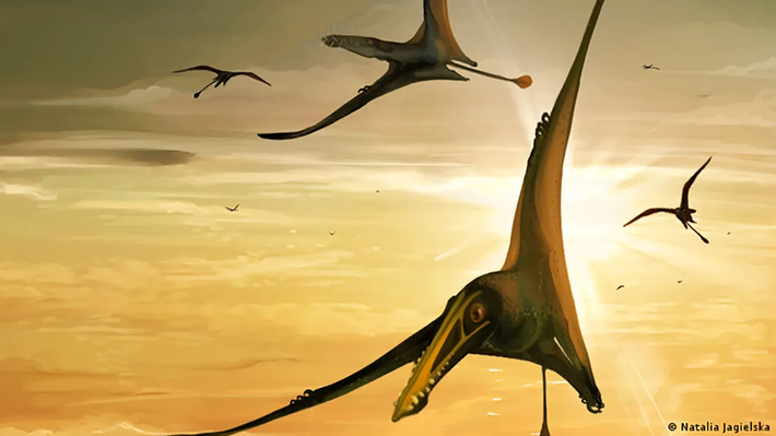 Ông Ortiz David nói: "Các hóa thạch (Thanatosdrakon) ở các trạng thái bảo quản khác nhau; một số trong số chúng đã hoàn chỉnh, chẳng hạn như xương cánh chi lớn, xương cụt (xương bàn chân hợp nhất) và đốt sống lưng. Những mẫu khác là dạng mảnh, bao gồm phalanges (xương ngón chân), xương cẳng chi, xương đùi (xương cẳng chân trên) và xương chậu”.
