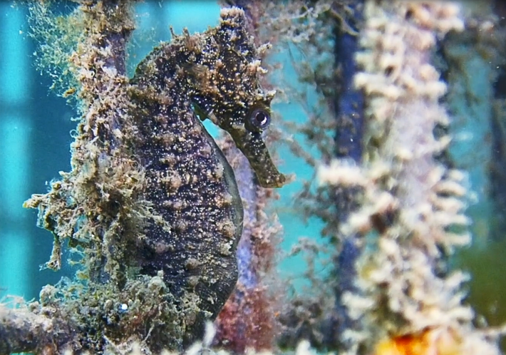 Thủy cung SEA LIFE ở Sydney đã thả 140 con cá ngựa với cái tên "cá ngựa Sydney", bị đe dọa vào Cảng Sydney vào ngày 9 tháng 9 năm 2021, như một phần của dự án Phục hồi Cá ngựa. Được biết đến với cái tên 'cá ngựa Sydney', chúng là loài cá ngựa bị đe dọa duy nhất ở Úc, với quần thể suy giảm do mất môi trường sống và sự xuống cấp của các môi trường bến cảng.