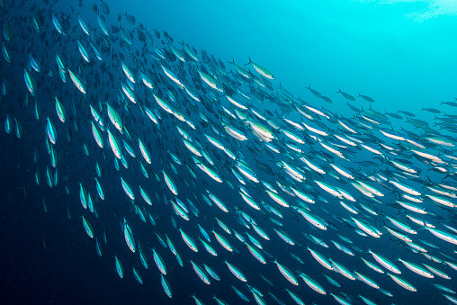 Frances Withrow, một nhà khoa học biển tại Oceana, một tổ chức bảo vệ và bảo tồn môi trường biển cho biết: “Các loài động vật biển cũng cần oxy để sống. Chỉ là chúng sống nhờ oxy hòa tan, trong khi chúng ta lấy oxy từ không khí”.