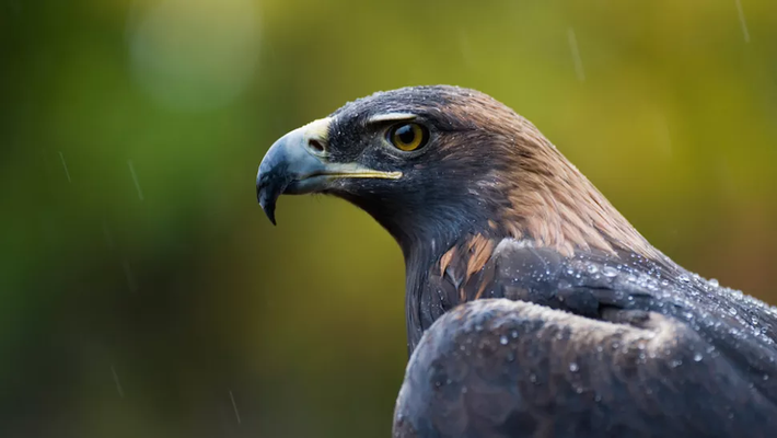Tại Boulder County, Colorado, một con đại bàng vàng (Aquila chrysaetos) bị nuôi nhốt đang ngồi nghiêm trang dưới mưa.