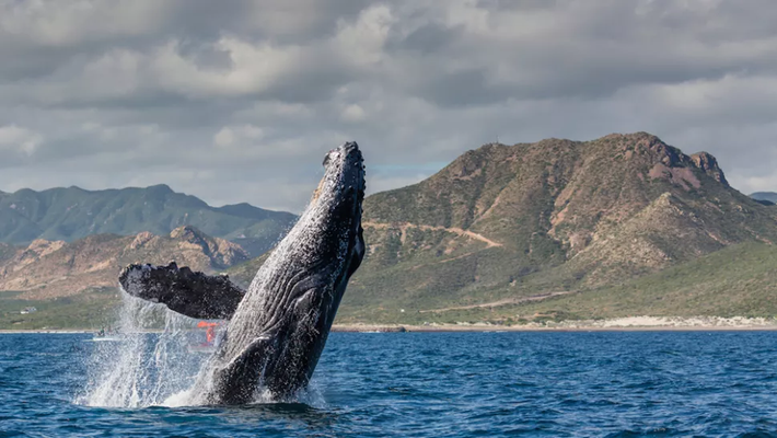 Ngoài khơi Cabo Pulmo, Baja California Sur, Mexico, một con cá voi lưng gù trưởng thành (Megaptera novaeangliae) nhô mình ngoạn mục lên khỏi mặt nước.