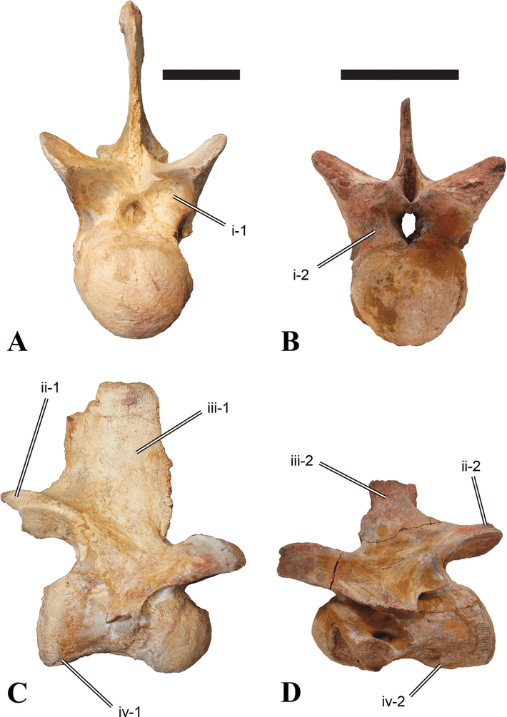 Các nhà nghiên cứu đặt biệt danh cho loài mới tìm thấy là "White Rock spinosaurid", theo tên gọi của lớp địa chất đá phấn được tìm thấy trên hòn đảo nơi nó được phát hiện. Vì các nhà khoa học mới chỉ khai quật được những mẩu hóa thạch cơ bản nên loài vật này vẫn chưa được đặt tên khoa học chính thức.