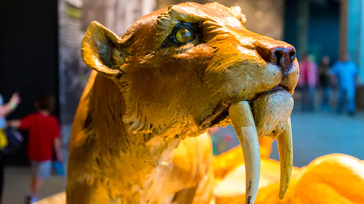 Smilodon lấy tên từ tiếng Hy Lạp có nghĩa là "lưỡi" và "răng", điều này rất phù hợp vì chúng có những chiếc răng nanh to và cong dài tới 28 cm diện mạo như lưỡi dao. Những con mèo rừng khổng lồ và đáng sợ này từng sống trong các khu rừng ở Bắc, Nam và Trung Mỹ, và ăn thịt bò rừng, linh dương và ngựa cách đây khoảng 42 triệu năm trước.