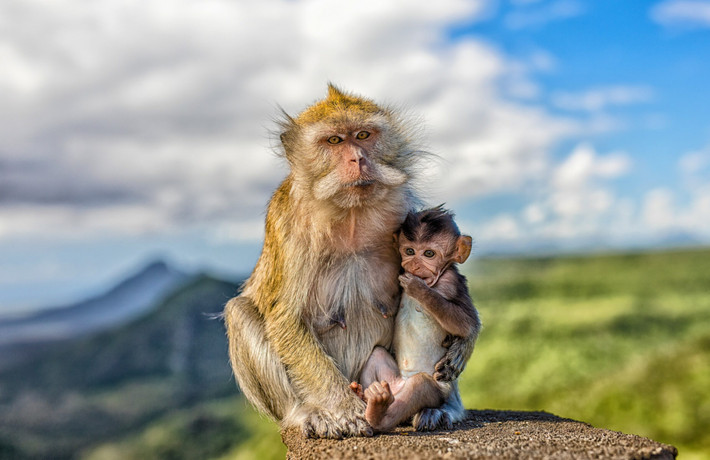 Nachiketh Sharma nói: “Chúng tôi không thể nói liệu những con voi đang thực sự tò mò hay đang đau buồn. "Rất khó để giải mã”.