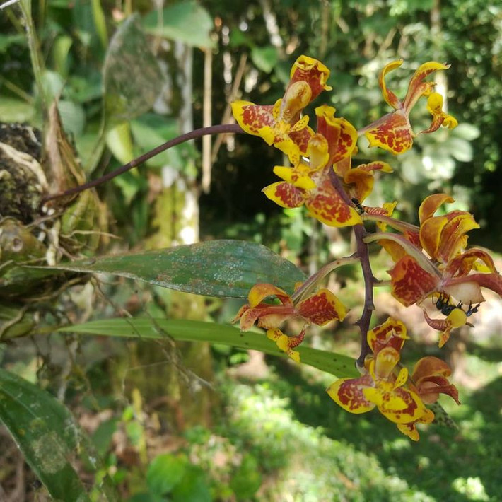 Cuối cùng, Lepanthes caranqui được tìm thấy ở miền đông Pichincha và Imbabura, gần giống với loài lan Lepanthes pachychila nhưng khác là cây của nó lớn hơn nhiều và hình dạng của cánh hoa và phần đài hoa có khác một chút.