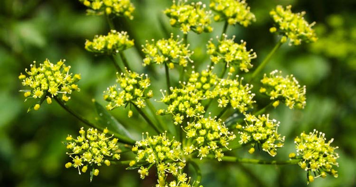 Wild Parsnip thường được tìm thấy từ British Columbia đến California và Ontario đến Florida. Hơn nữa, nó được tìm thấy ở hầu hết các tỉnh của Canada, với Nunavut là một ngoại lệ.