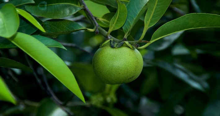 Được tìm thấy ở Trung Mỹ, Caribe và Florida, Everglades, Manchineel là một trong các loài cây nguy hiểm nhất trên thế giới chứa nhựa màu trắng sữa có thể gây hại cho sức khỏe bao gồm kích ứng da, mẩn ngứa, mất tiếng, ho.