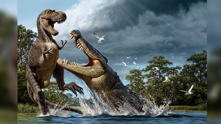 Tiến sĩ White nói: “Mặc dù Confractosuchus sauroktonos không chuyên ăn khủng long, nhưng nó sẽ không bỏ qua một bữa ăn dễ dàng, chẳng hạn như hóa thạch xương của loài Ornithopod non được tìm thấy trong dạ dày của nó”.