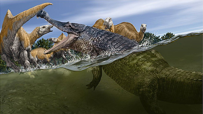 Những cấu trúc hóa thạch xương khủng long Ornithopod dạng con con trong bụng của hóa thạch một con cá sấu khổng lồ Confractosuchus sauroktonos là lần đầu tiên phát hiện ở Hệ tầng Winton, và nó có thể đại diện cho một hành vi sinh thái quái lại của sinh vật cổ đại.