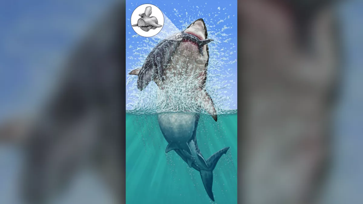 Khi một con cá mập có kích thước bằng một tòa nhà năm tầng – gọi là Otodus Megalodon - phóng mình vào một con cá voi gần bề mặt, kẹp 250 răng cưa của nó xung quanh phần giữa của con cá voi.