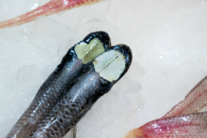 Cá Grideye Spiderfish. Nhìn chúng như “đầu lìa khỏi cổ”, song những mảng lớn màu trắng trên đầu của chúng như chiếc máy dò ánh sáng, thay thế cho mắt để phát hiện ra các sinh vật phát quang sinh học khác. (Ảnh: Asher Flatt/Marine Biodiversity Hubb).