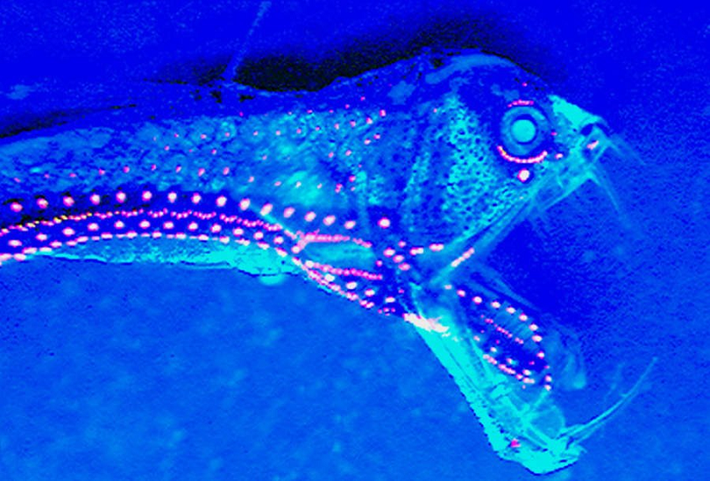 Cá rắn Viper (Viperfish). Đây là một trong số những thủy quái có ngoại hình ghê rợn nhất dưới đáy đại dương. Dù có kích thước tương đối nhỏ, nhưng nó là loài săn mồi hung dữ và phát sáng để dụ con mồi vào miệng. (Ảnh: Jérôme Mallefet).