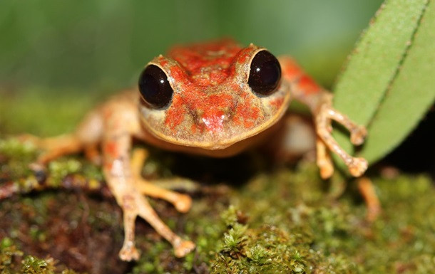 Tiến sĩ Konrad Mebert cho biết: “Pristimantis gretathunbergae đã được ghi nhận sinh sống ở độ cao từ 718-1.439 m so với mực nước biển và chiếm giữ thường xuyên nhất là ở các khu rừng trên núi, các khu rừng mưa bao gồm chủ yếu là cây cối phủ đầy rêu, và rất nhiều loài thực vật bromeliad sinh sống cùng”.