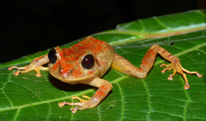 Được đặt tên là Pristimantis gretathunbergae, hay ếch mưa Greta Thunberg, nó sinh sống ở khu rừng mưa Cerro Chucantí, Maje Mountains, cũng như từ một số dãy núi khác ở miền đông và miền trung Panama.