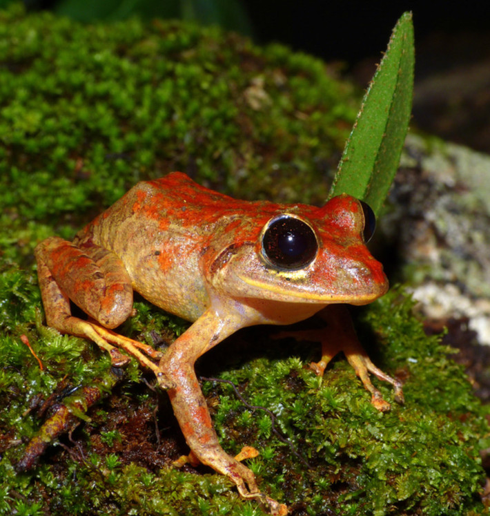 “Hiện tại, có 13 loài thuộc chi ếch Pristimantis được biết là xuất hiện ở Panama”, Tiến sĩ Konrad Mebert nói thêm . Loài ếch mưa mới thuộc chi Pristimantis mới được phát hiện là loài đặc hữu của Panama, nhưng nó có thể xuất hiện trên các ngọn núi gần biên giới ở Colombia.